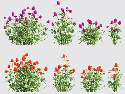 花 花草灌木