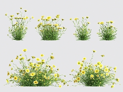 花 花草灌木