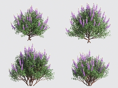 花 花草灌木