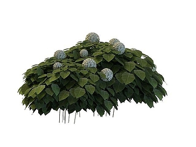 现代灌木 八仙花