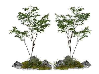 盆栽 植物