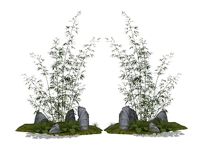 竹子 植物 竹子