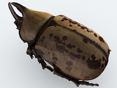 其他动物 昆虫 甲虫