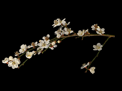 花 杏梅 杏花 梅花 花枝 树枝