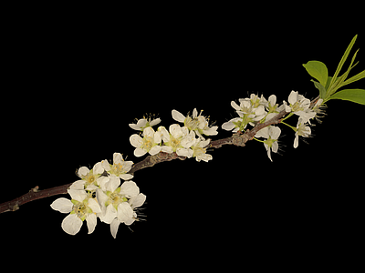 花 樱花 樱桃花 花枝 树枝 花