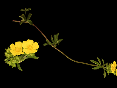 花 野花 草药 中药 野草 雏菊