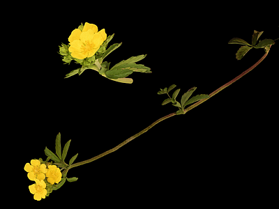 花 野花 草药 中药 野草 雏菊
