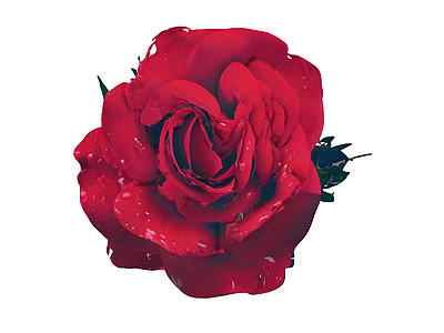 花 红玫瑰 玫瑰花 玫瑰 花