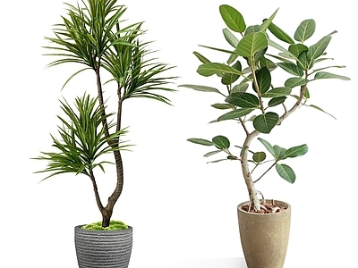 盆栽 现代绿植盆栽