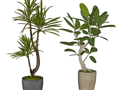 盆栽 现代绿植盆栽
