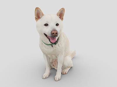 狗 秋田犬 狗 犬 宠物狗 卡通狗