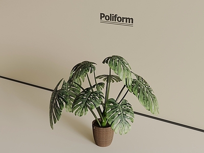 盆栽 现代绿植盆栽 桌面盆栽