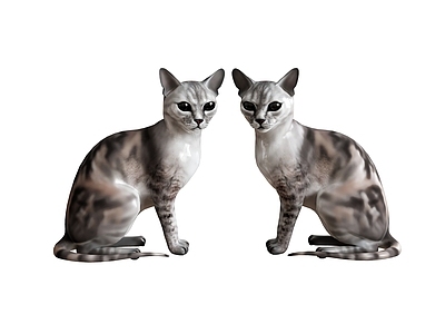 家禽动物 猫咪动物家猫