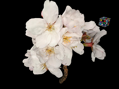 花 樱花 樱桃花 花卉 花蕊 花枝花瓣