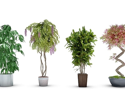 现代绿植盆栽