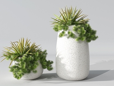 现代盆栽植物