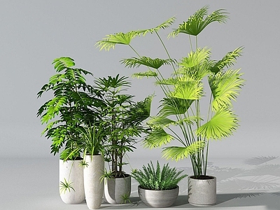 现代花扇尾葵叶棕