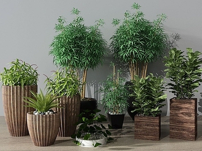 现代富贵竹盆栽