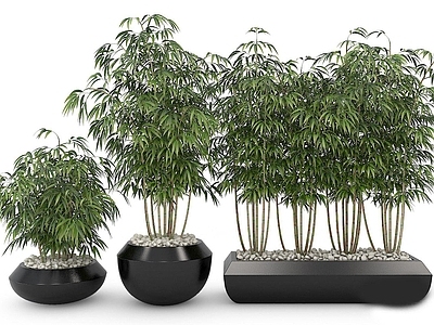 现代绿植竹子