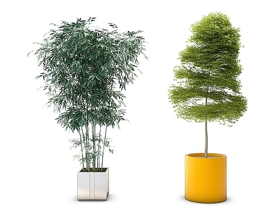 现代绿竹盆栽