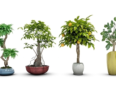 现代盆栽橘子树