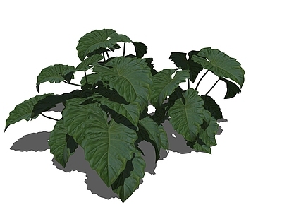 植物组合 树池植物组合