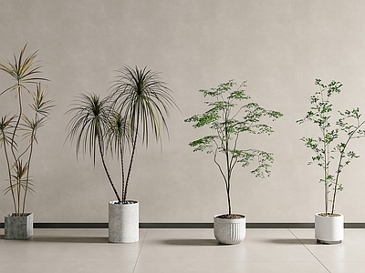 盆栽 绿植 盆栽 植物 绿植摆件