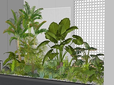 植物组合 室内植物组合 热带植物组合 室内植物造景