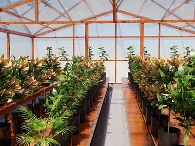 植物组合 植物阳光房