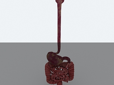 医疗器材 人体 器官 肠道