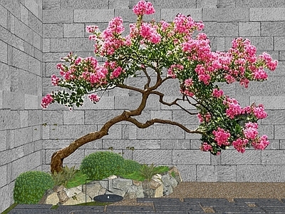 乔木 景观树 造型紫薇