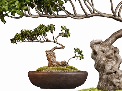 盆栽 现代盆栽植物绿植 中式植物摆件苔藓