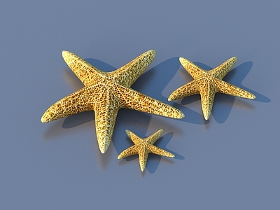 水生类动物 海星 软体动物
