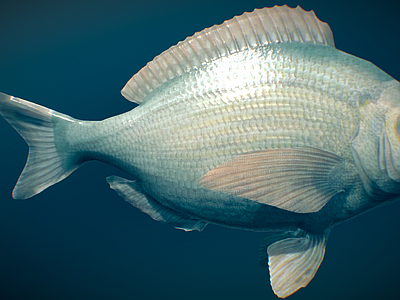 水生类动物 黑鲷鱼 鱼类 海鱼 鲷鱼 海洋生物
