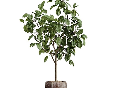 灌木 盆栽 室内植物