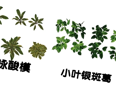 花草 花境 盆栽花草 红脉酸模 小叶银斑葛