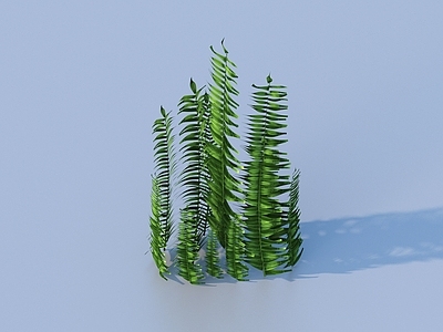 草 水草 水底植物