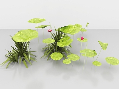 花 荷花