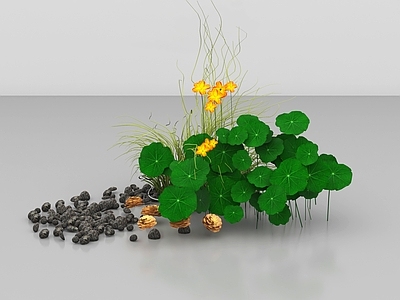 水生植物 绿植 荷叶