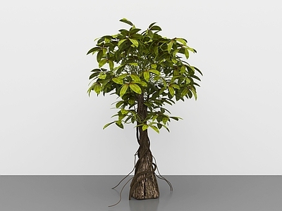 景观树 绿植榕树