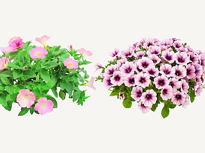花草 2D矮牵牛 毽子花 矮喇叭 番薯花 撞羽朝颜