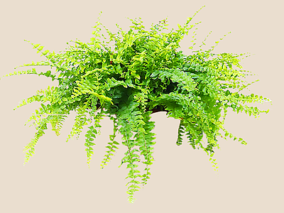 花草 2D波士顿肾蕨 波士顿蕨