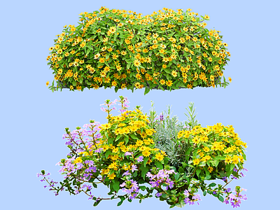灌木 2D皇帝菊 花镜组合 美兰菊