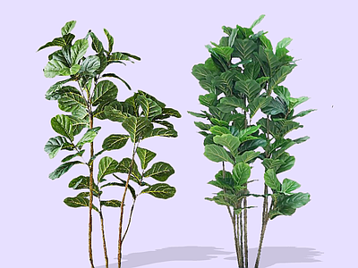 灌木 2D琴叶榕 倒吊葫芦 茶叶牛奶子