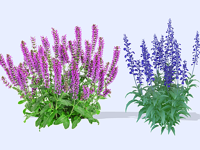 花草 2D林荫鼠尾草 粉萼鼠尾草 蓝花鼠尾草 一串蓝蓝丝线 林地鼠尾草