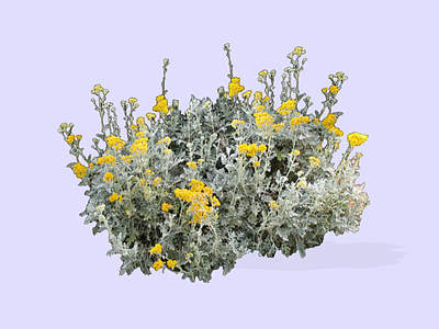 花草 2D细裂银叶菊 雪叶菊