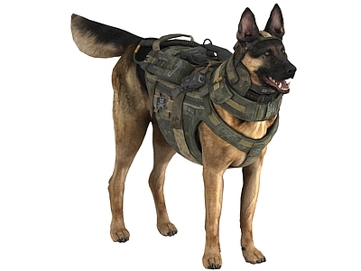 其他动物 警犬 巡逻犬 宠物犬 缉毒犬