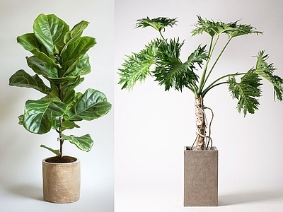 盆栽 现代绿植盆栽