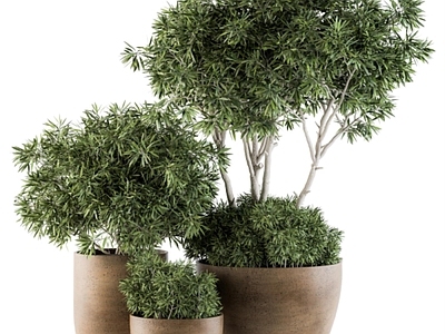 盆栽 绿植盆栽组合