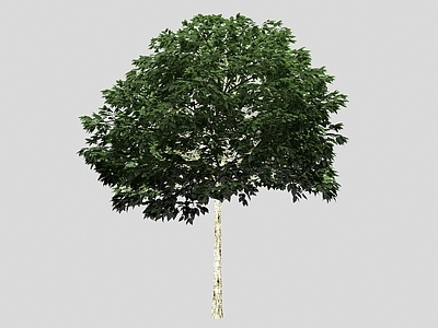景观树 树木
